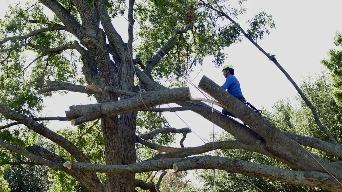 Professional Hazardous Tree Removal performed by certified arborists in Bim